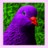 Psygeon_avatar