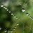 Spider_web_crop